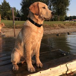 Dilute Retriever and Labrador Retriever Puppies from Royalty Retrievers