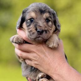 Cynthia - Merle female Assorted Doodle Crosses puppy in Kansas City, Missouri from Beary GoldenDoodles