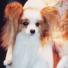 Papillon Puppies from Clearlake Papillons