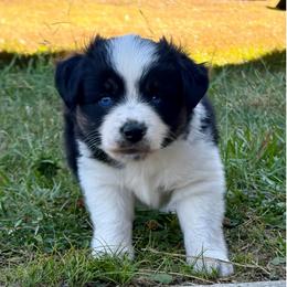 Coop - Black tri male Miniature Australian Shepherd puppy in Silver Creek, Mississippi from E4 Farm Mini Aussie’s