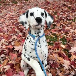 Rapunzel-Show home - LUA - Dalmatian puppy from Pawsh K9’s