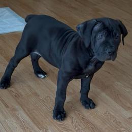 Purple collar female - Black female Boerboel puppy in Rockford, Illinois from Adoraboerboels