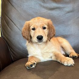 Lime green - Golden female Golden Retriever puppy in Lake City, Minnesota from Windcliff Goldens