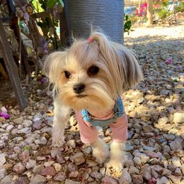 Lillibet - Yorkshire Terrier