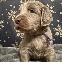 Dawn - female Long Haired Weimaraner puppy in Blanchardville, Wisconsin from Northern Bluegrass Weimaraners