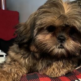 Girl 2 - Red Shih Tzu puppy in Wooster, Ohio from Mending Hearts Shih Tzu's