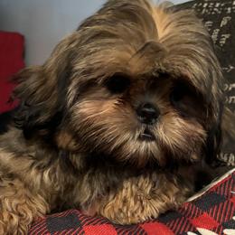 Girl 2 - Red Shih Tzu puppy in Wooster, Ohio from Mending Hearts Shih Tzu's