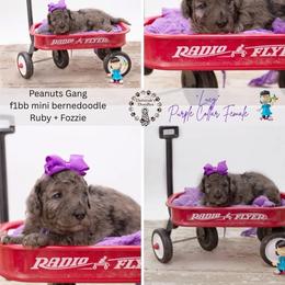 Purple Collar - Lucy - Chocolate merle female Bernedoodle puppy in Lexington, North Carolina from Deborah’s Doodles