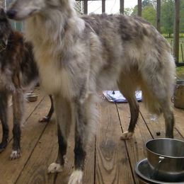 Borzoi and Silken Windhound All Grown Up from Avalon