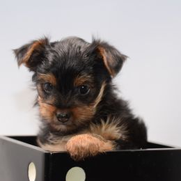 Qwynn - Blue and gold female Yorkshire Terrier puppy in Hayward, California from NorCal Terrier Kennel