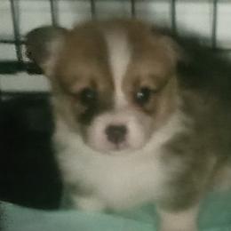 Pembroke Welsh Corgis from Jenny Barrett