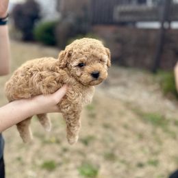 Aussiedoodle, Miniature Australian Shepherd, Poodle, and Toy Australian Shepherd Puppies from Sandy Creek Kennels