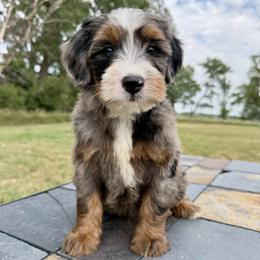 Mini Blue Merle Tri Boy- Lil' Jaxx - Blue merle male Bernedoodle puppy in Sioux Falls, South Dakota from WhiskeyCreek Doodles