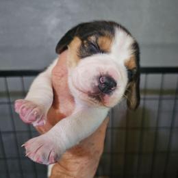 Dark Gray Collar - Black tan and white male Beagle puppy in Knoxville, Tennessee from River Valley Hounds