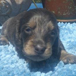 DBs Kurt G - Cream male Dachshund puppy in Summerfield, Florida from D & B Ranchette