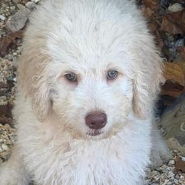 Lavender Collar - Cream female Goldendoodle puppy in Ringgold, Georgia from Sweet B’s Goldendoodles