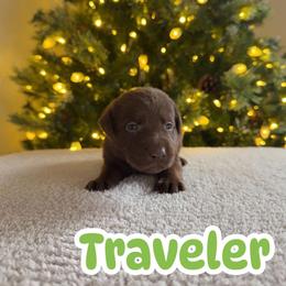 Traveler - Chocolate male Labrador Retriever puppy in Lucasville, Ohio from Backwoods Labradors