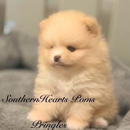 Pringles - Beaver male Pomeranian puppy in Royston, Georgia from SouthernHearts Poms
