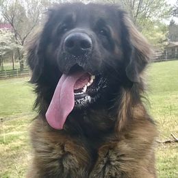 Teddy - Leonberger