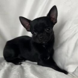 Arlo - Black male Chihuahua puppy in Michigan from Fanciful Thrills Kennel