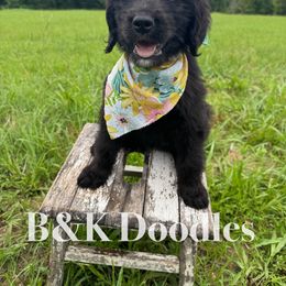 Rapunzel - female Golden Mountain Doodle puppy in Benton, Arkansas from B&K Doodles, LLC