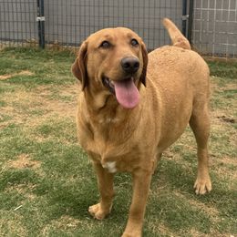 Izzy - Labrador Retriever