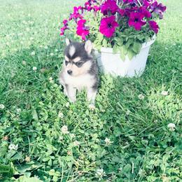 Pandora - Tri-color female Pomsky puppy in Burton, Michigan from Snow Shark Pomskys