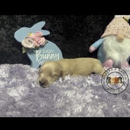 F1 cream red - Cream female Dachshund puppy in Carthage, Texas from Rafter C Ranch Doxies