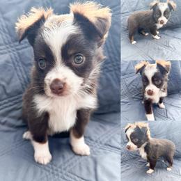 Red tri female 2 - Red tri female Toy Australian Shepherd puppy in Brooker, Florida from Honey, I Shrunk the Aussies