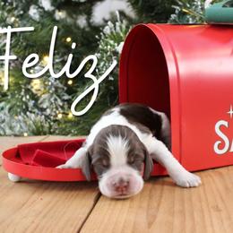 Feliz - Liver white and tan male English Springer Spaniel puppy in Barnstead, New Hampshire from C & S Farms
