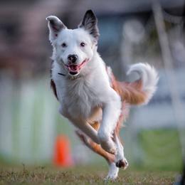 Icarus - Border Collie