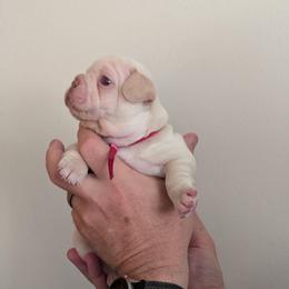 Pink Collar Girl - Cream female French Bulldog puppy in Melba, Idaho from Frost's Frenchies