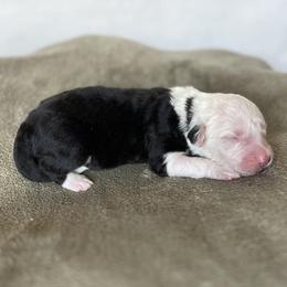 Gunner - Grizzle male Old English Sheepdog puppy in Arizona from Jenn's Old English Sheepdogs