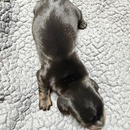 Sonny - Black and tan male Dachshund puppy in Birchtree, Missouri from Cruzan Dachshunds