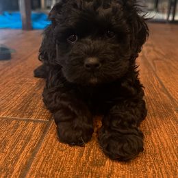 Blacky - Black male Cockapoo puppy in Colorado from Garrett Doodles