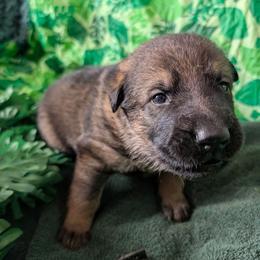 Black - Sable male German Shepherd puppy in Motley, Minnesota from Von Thomson Haus
