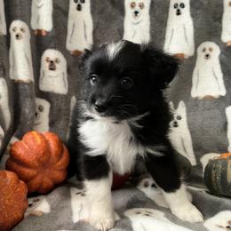 Miniature Australian Shepherd and Toy Australian Shepherd Puppies from Hotmess of Aussies