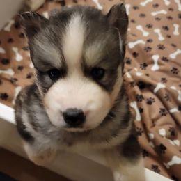 Boy 1 - Siberian Husky puppy in Meridian, Mississippi from JJ's Huskies