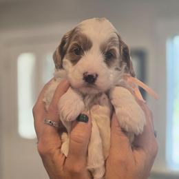Princess Peach - Parti female Goldendoodle puppy in Newdale, Idaho from Canyon Creek Puppies