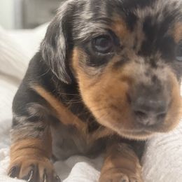 Chip - Dapple male Dachshund puppy in Pea Ridge, Arkansas from Cotton Patch Ridge