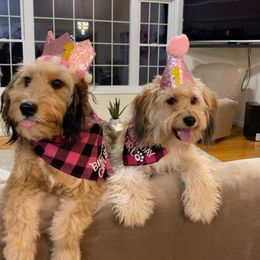 Aussiedoodle All Grown Up from Fetch Love Farms