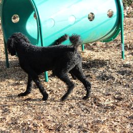 Poodle Puppies from Simply Standard Poodles