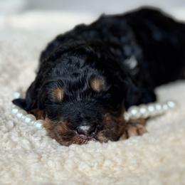 Phantom - Phantom female Bernedoodle puppy in Spring, Texas from At The Cross Kennel