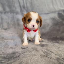 Gunner - Blenheim male Cavalier King Charles Spaniel puppy in Romeoville, Illinois from KonopkaKennelsLLC