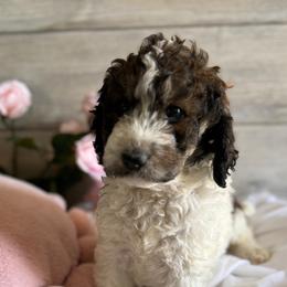 Bernedoodle, Cockapoo, and Goldendoodle Puppies from Avery Doodle Day LLC