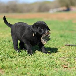 Labrador Retriever Puppies from J and D Retrievers