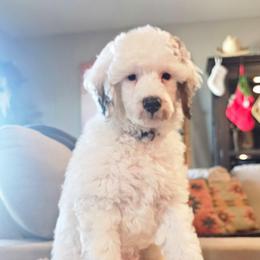 Mr Gray - Parti male Poodle puppy in Casa Grande, Arizona from Arizona's Once Upon A Boston and Poodle ❤️