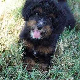 Reese BTM least white - Black tri-color male Aussiedoodle puppy in Lawton, Oklahoma from Lindsey’s Aussies