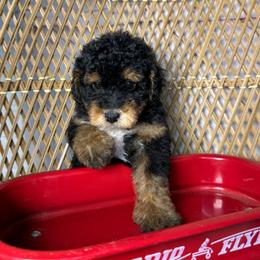 Female 2 - Tri-color female Bernedoodle puppy in Belgreen, Alabama from Scott’s Farm Poodles and Doodles