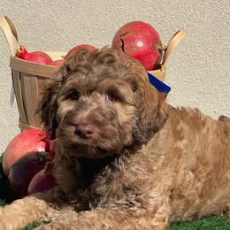 Sonny - Chocolate male Labradoodle puppy in St George, Utah from Terra's Swann's Kennels